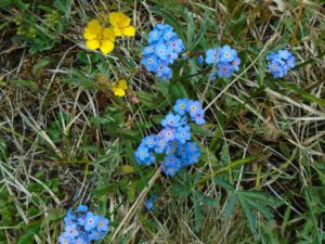 Forget-me-nots. Note, some have yellow centres and some are pink.