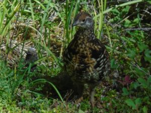 This was the fifth grouse family I've encountered this summer