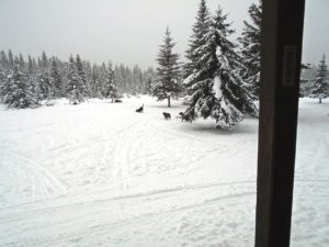 Three visitors at my cabin this morning