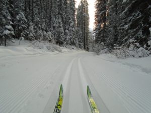 First tracks on Whiskey Jack