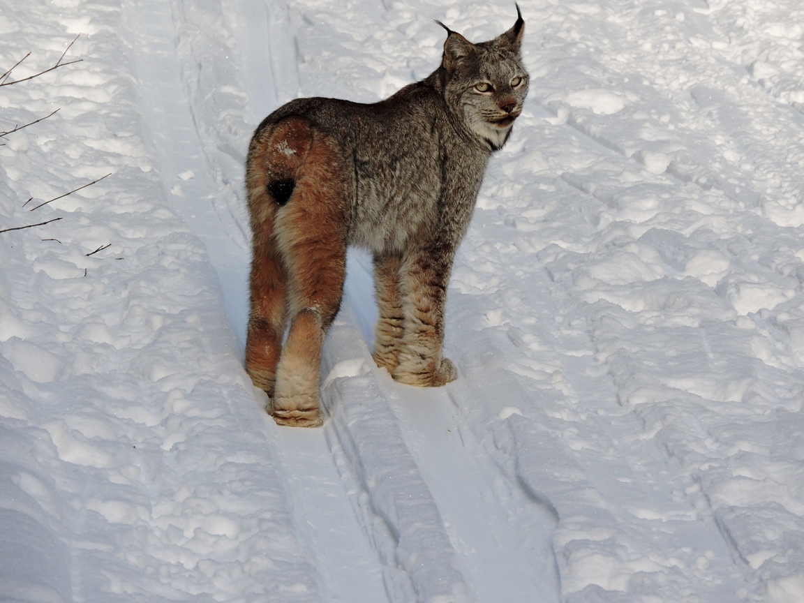 Lynx on Redearth Creek in Banff National Park. Photo by Chuck. 