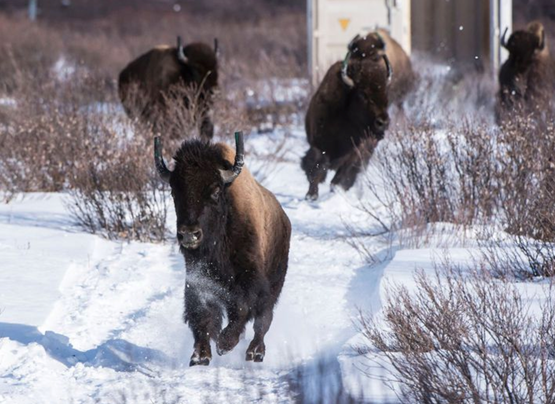 Bison being released in Banff National park