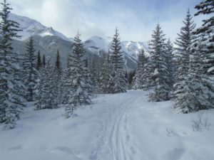 The fesh snow on the initial 900 metres to the Banff boundary had been well-packed by multi-users on the weekend. 