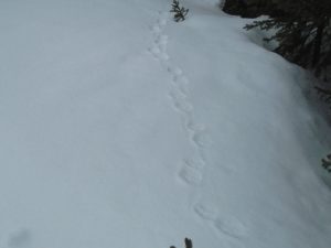 Lynx tracks near Tyrwhitt