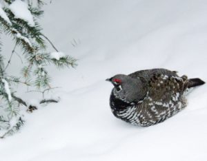 Spruce Grouse. Photo by Kevin Dowler